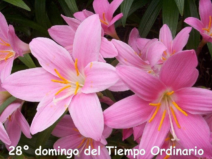 28º domingo del Tiempo Ordinario 