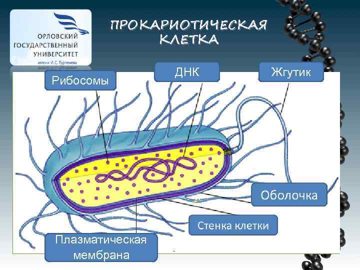 Клетка бактерий рибосомы