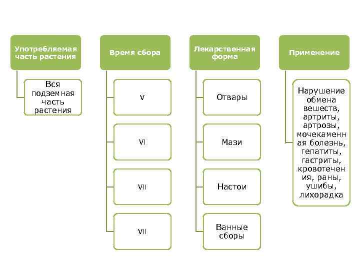 Употребляемая часть растения Вся подземная часть растения Время сбора Лекарственная форма V Отвары VI