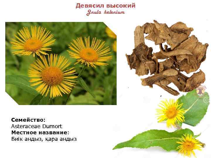 Девясил высокий Jnula helenium Семейство: Asteraceae Dumort Местное название: Биік андыз, қара андыз 