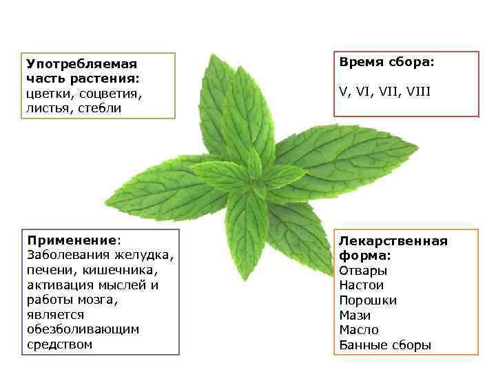 Употребляемая часть растения: цветки, соцветия, листья, стебли Время сбора: Применение: Заболевания желудка, печени, кишечника,