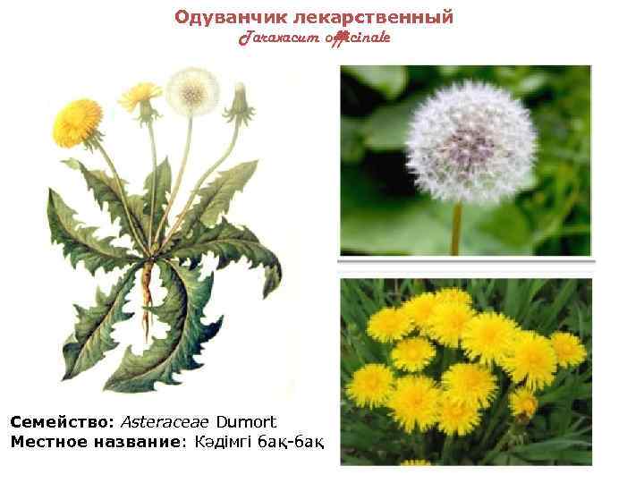 Лекарственные травы забайкалья фото и описание