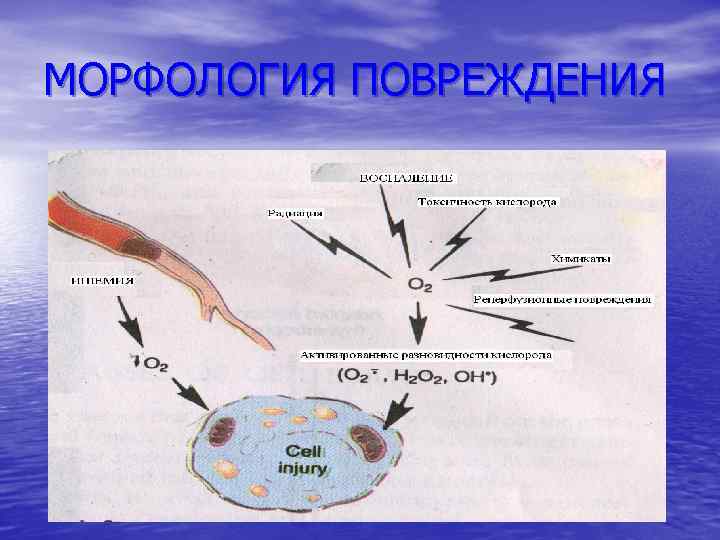 МОРФОЛОГИЯ ПОВРЕЖДЕНИЯ 