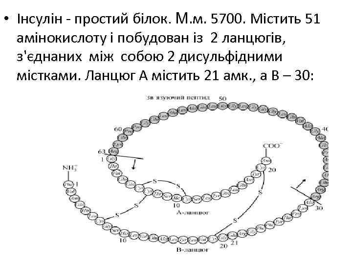  • Інсулін - простий білок. М. м. 5700. Містить 51 амінокислоту і побудован