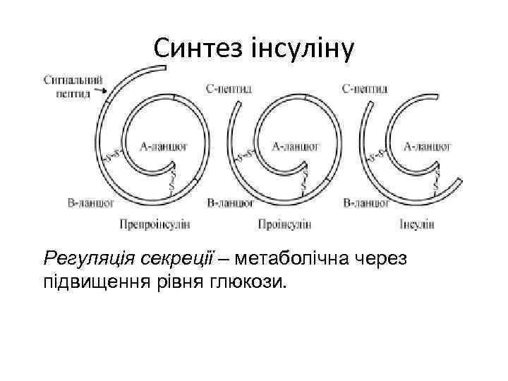 Синтез інсуліну Регуляція секреції – метаболічна через підвищення рівня глюкози. 