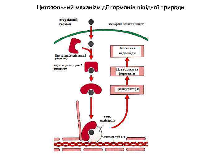 Цитозольний механізм дії гормонів ліпідної природи 