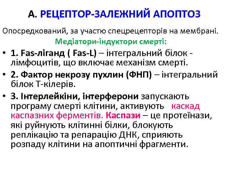 А. РЕЦЕПТОР-ЗАЛЕЖНИЙ АПОПТОЗ Опосредкований, за участю спецрецепторів на мембрані. Медіатори-індуктори смерті: • 1. Fas-ліганд