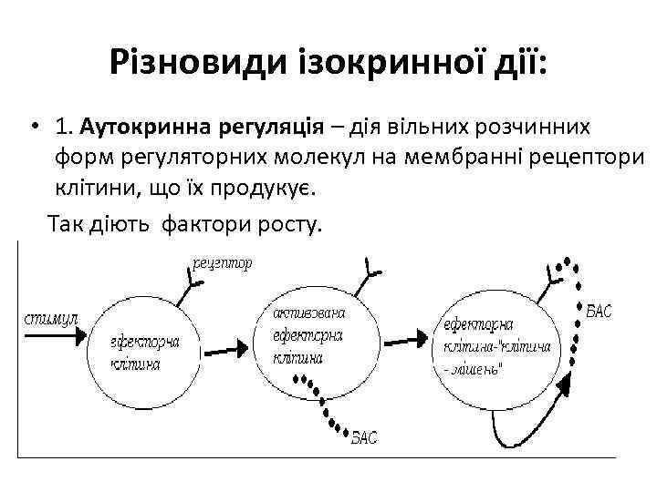 Різновиди ізокринної дії: • 1. Аутокринна регуляція – дія вільних розчинних форм регуляторних молекул