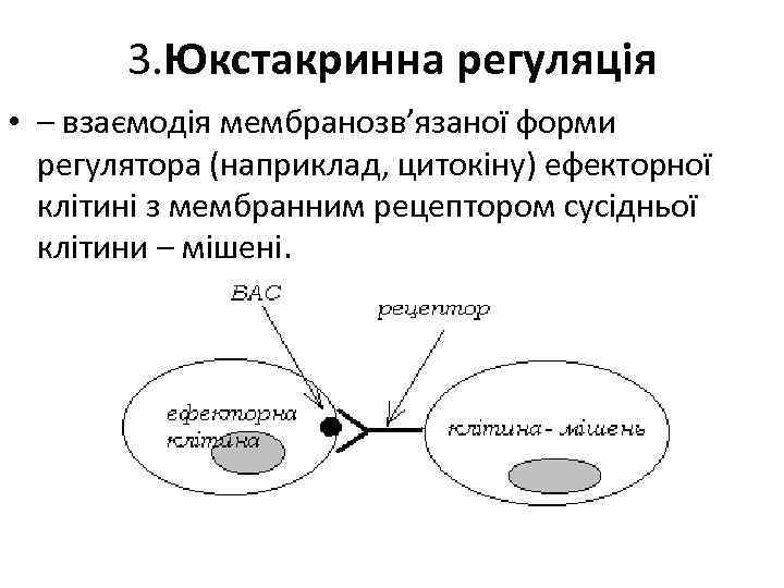 3. Юкстакринна регуляція • – взаємодія мембранозв’язаної форми регулятора (наприклад, цитокіну) ефекторної клітині з