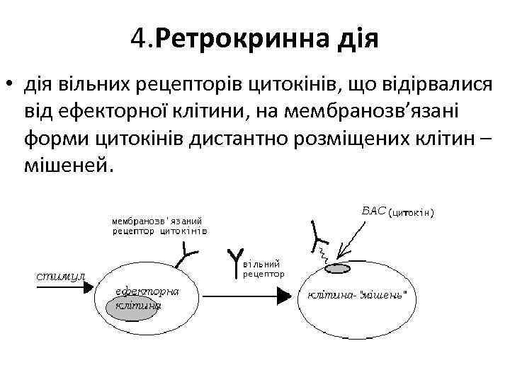 4. Ретрокринна дія • дія вільних рецепторів цитокінів, що відірвалися від ефекторної клітини, на