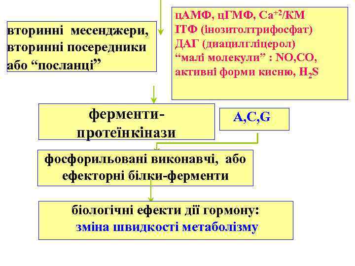 вторинні месенджери, вторинні посередники або “посланці” ц. АМФ, ц. ГМФ, Са+2/КМ ІТФ (інозитолтрифосфат) ДАГ