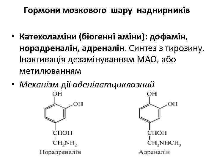 Гормони мозкового шару наднирників • Катехоламіни (біогенні аміни): дофамін, норадреналін, адреналін. Синтез з тирозину.