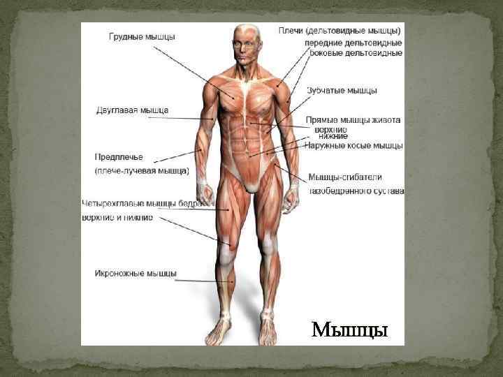 Мышца определяет. Основные группы мышц. Основные мышцы человека. Основные группы мышц туловища. Схема основные группы мышц человека.