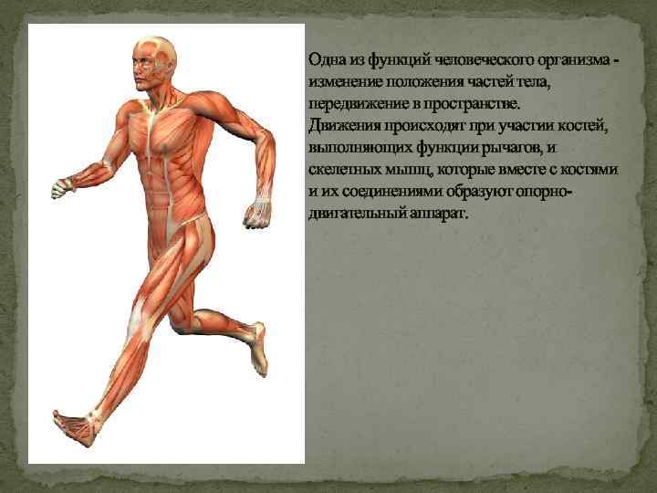 Одна из функций человеческого организма - изменение положения частей тела, передвижение в пространстве. Движения