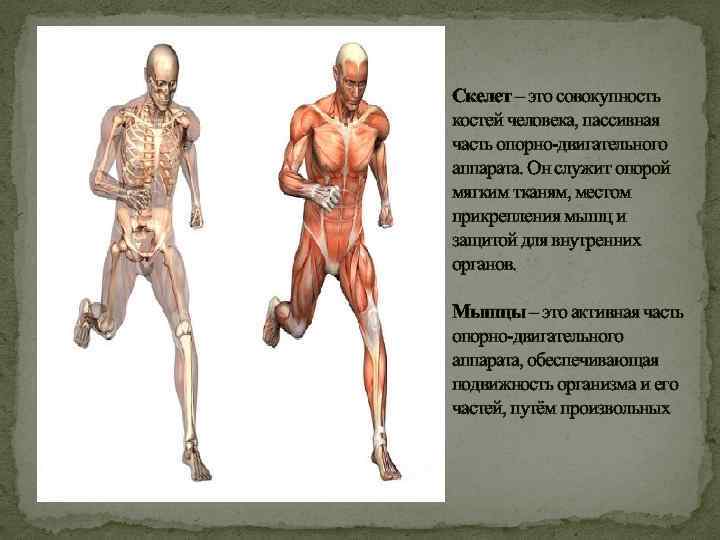 Скелет – это совокупность костей человека, пассивная часть опорно-двигательного аппарата. Он служит опорой мягким