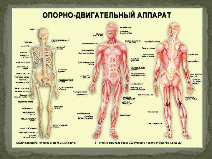Реферат: Заболевания мышц и суставов