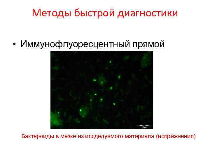 Методы быстрой диагностики • Иммунофлуоресцентный прямой Бактероиды в мазке из иссдедуемого материала (испражнения) 