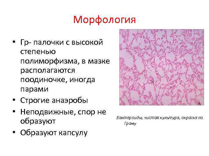 Морфология • Гр- палочки с высокой степенью полиморфизма, в мазке располагаются поодиночке, иногда парами