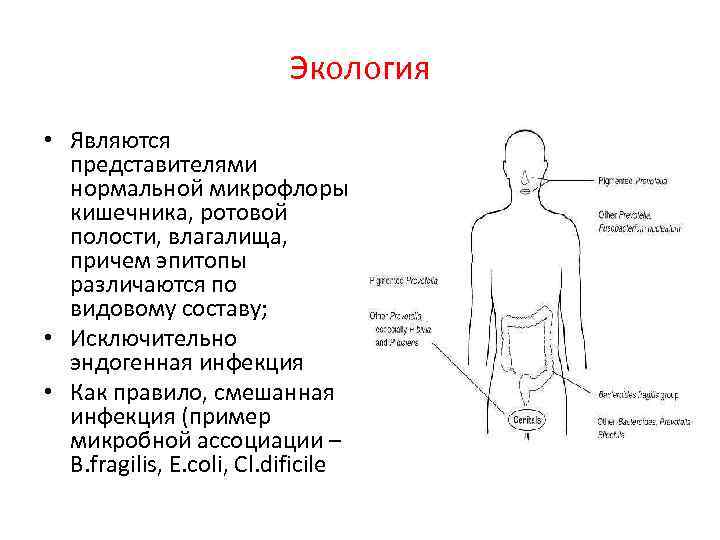 Экология • Являются представителями нормальной микрофлоры кишечника, ротовой полости, влагалища, причем эпитопы различаются по