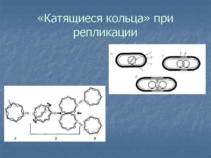  «Катящиеся кольца» при репликации 