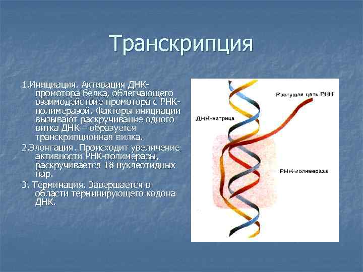 Активация днк