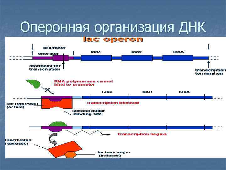Оперонная организация ДНК 