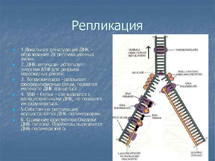 Репликация n n n 1. Локальная денатурация ДНК – образование 2 х репликационных вилок.