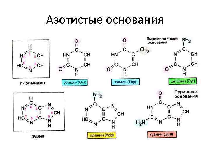 Азотистые основания 