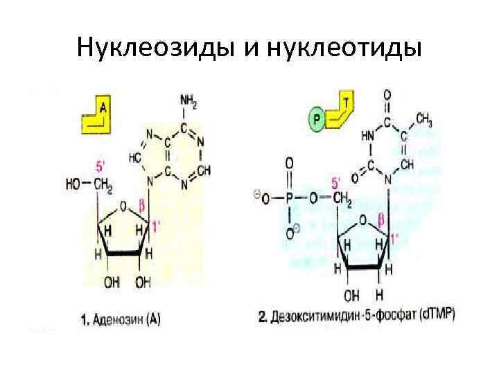 Нуклеозиды и нуклеотиды 