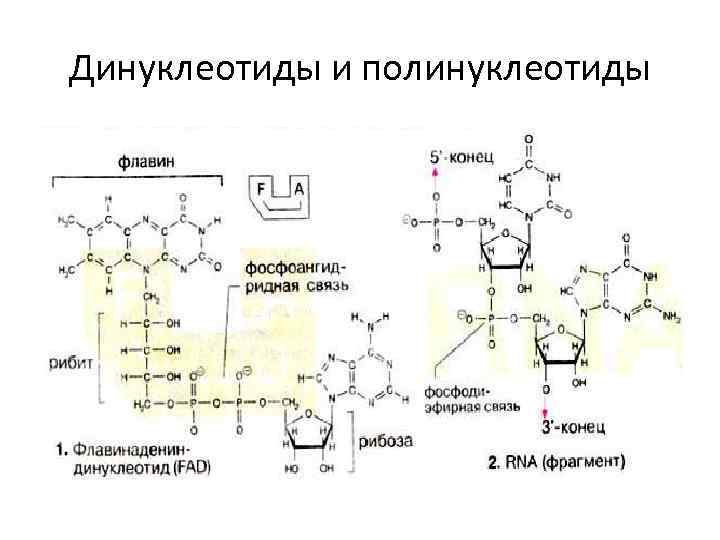 Динуклеотиды и полинуклеотиды 