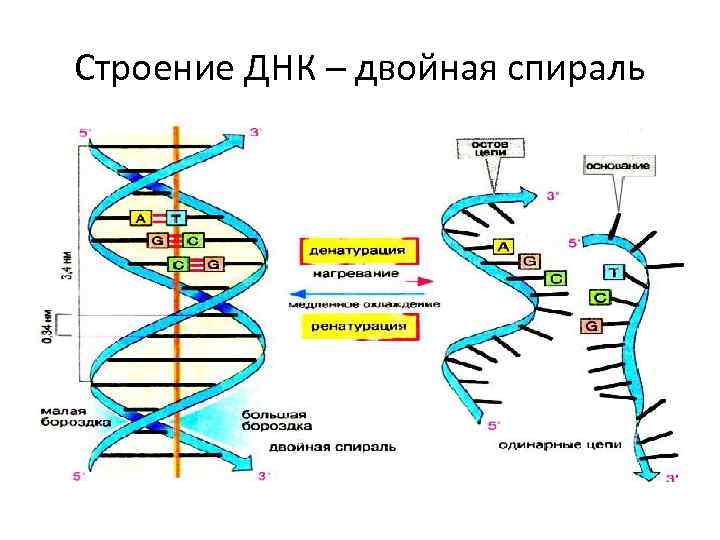 Общий план строения днк