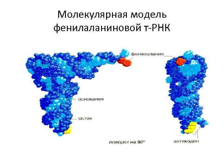 Молекулярная модель фенилаланиновой т-РНК 