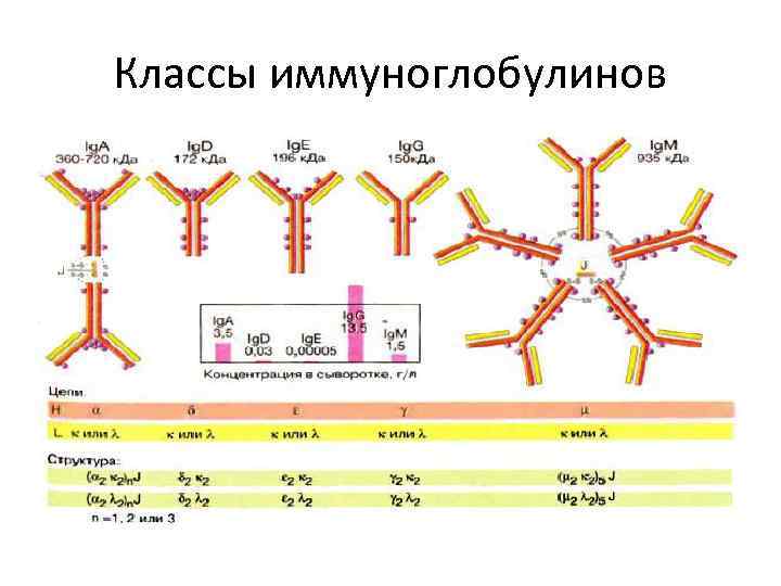 Классы иммуноглобулинов 