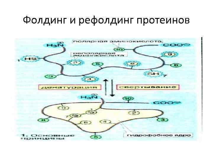 Фолдинг и рефолдинг протеинов 