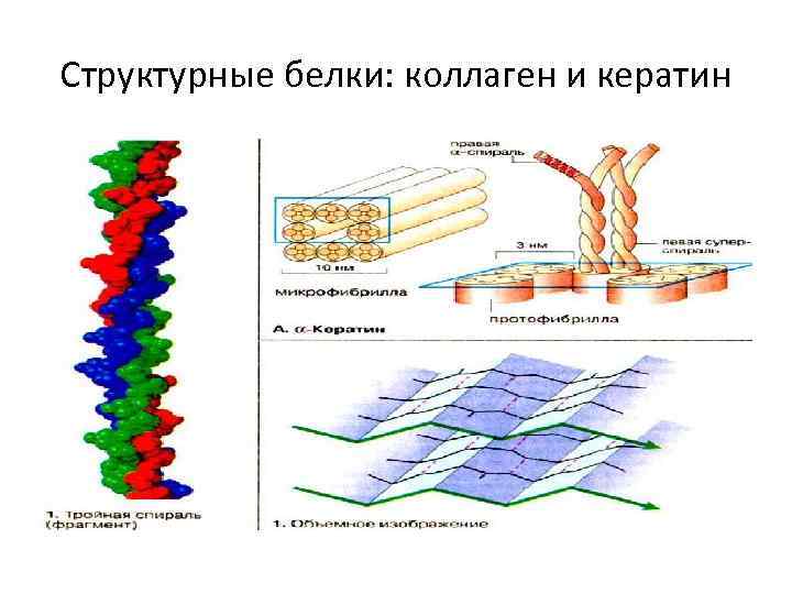 Структурные белки: коллаген и кератин 