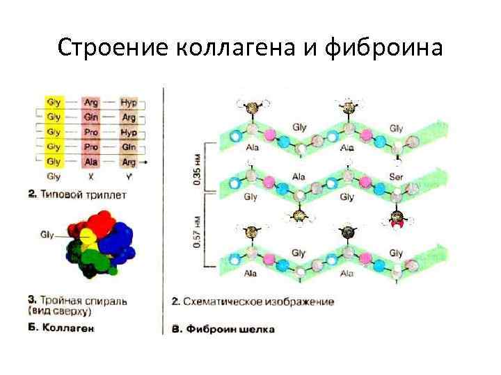 Строение коллагена и фиброина 