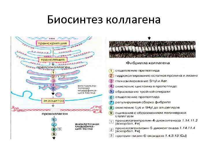 Синтез коллагена биохимия схема