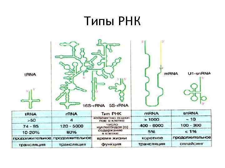 Типы РНК 