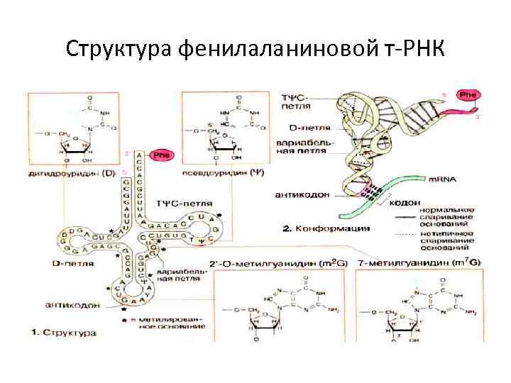 Структура фенилаланиновой т-РНК 