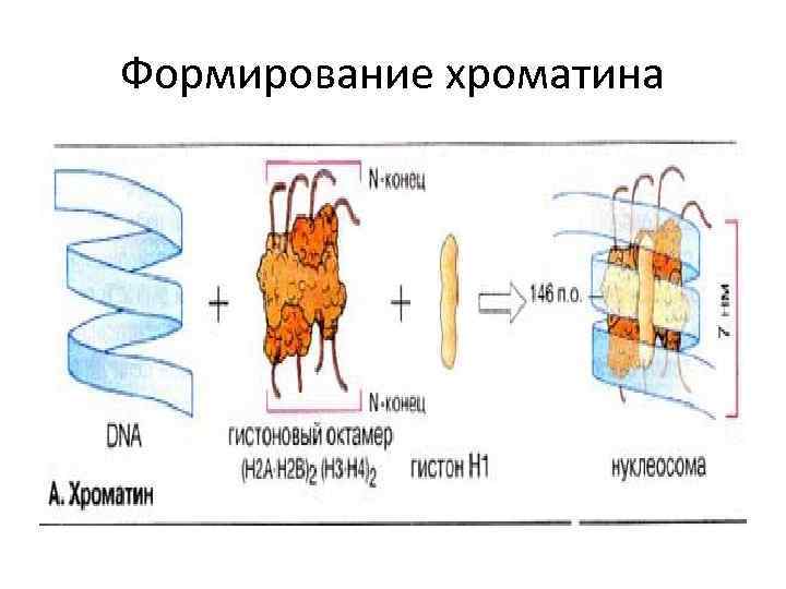 Формирование хроматина 