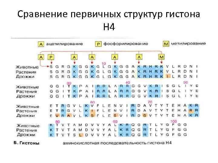 Сравнение первичных структур гистона Н 4 