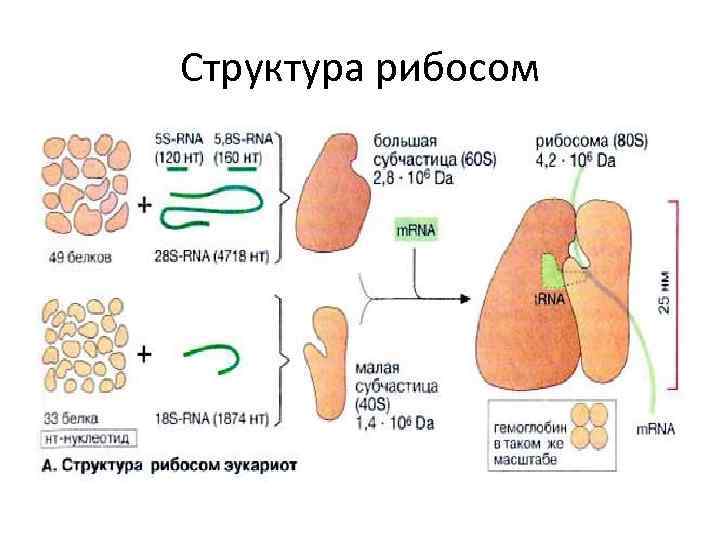 Структура рибосом 