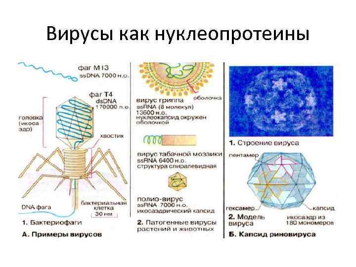 Вирусы как нуклеопротеины 