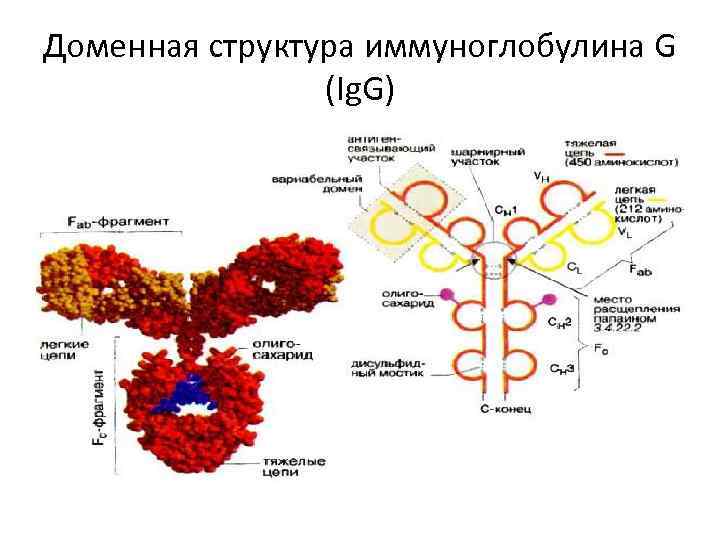 Доменная структура белка