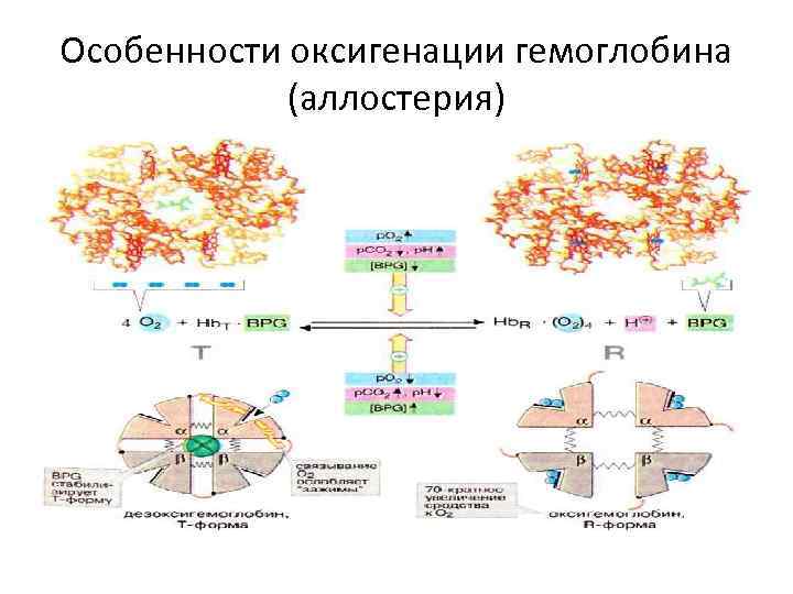 Особенности оксигенации гемоглобина (аллостерия) 