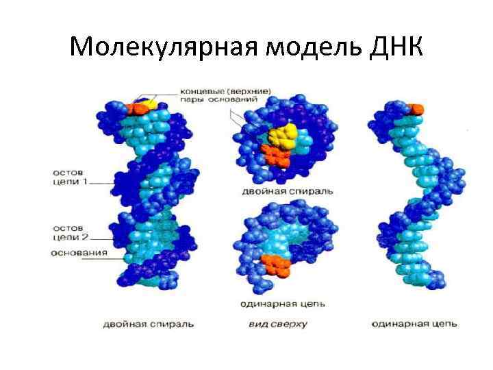 Молекулярная модель ДНК 