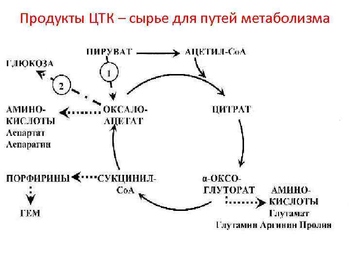 Продукты ЦТК – сырье для путей метаболизма 