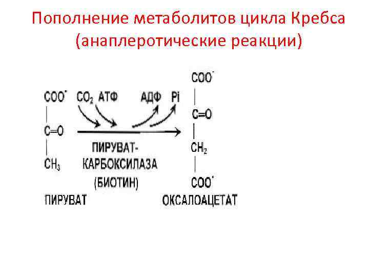 Пополнение метаболитов цикла Кребса (анаплеротические реакции) 