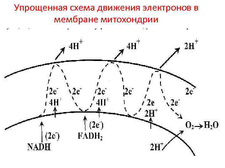 Упрощенная схема движения электронов в мембране митохондрии 
