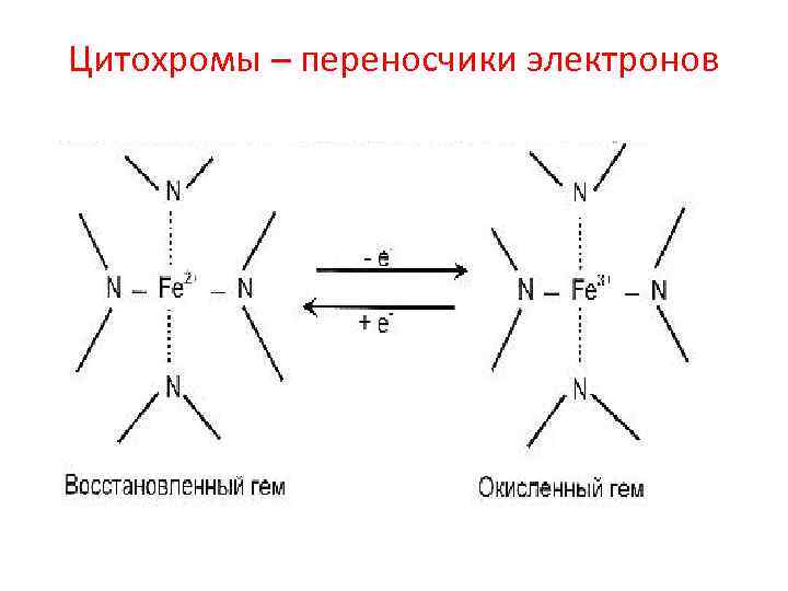 Цитохромоксидаза схема строения